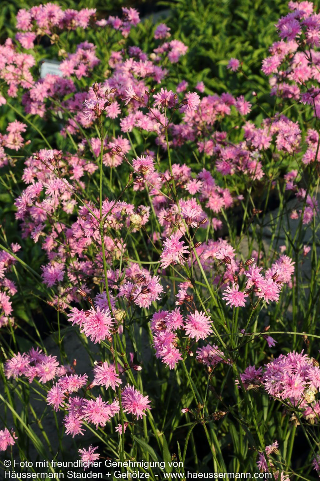 Gefüllte Kuckucks-Lichtnelke 'Petite Jenny' (Lychnis flos-cuculi)