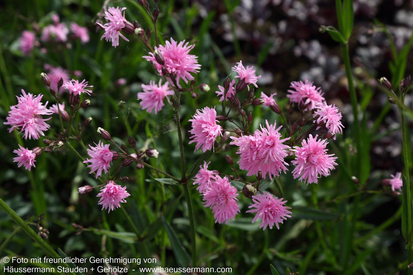 Gefüllte Kuckucks-Lichtnelke 'Petite Jenny' (Lychnis flos-cuculi)