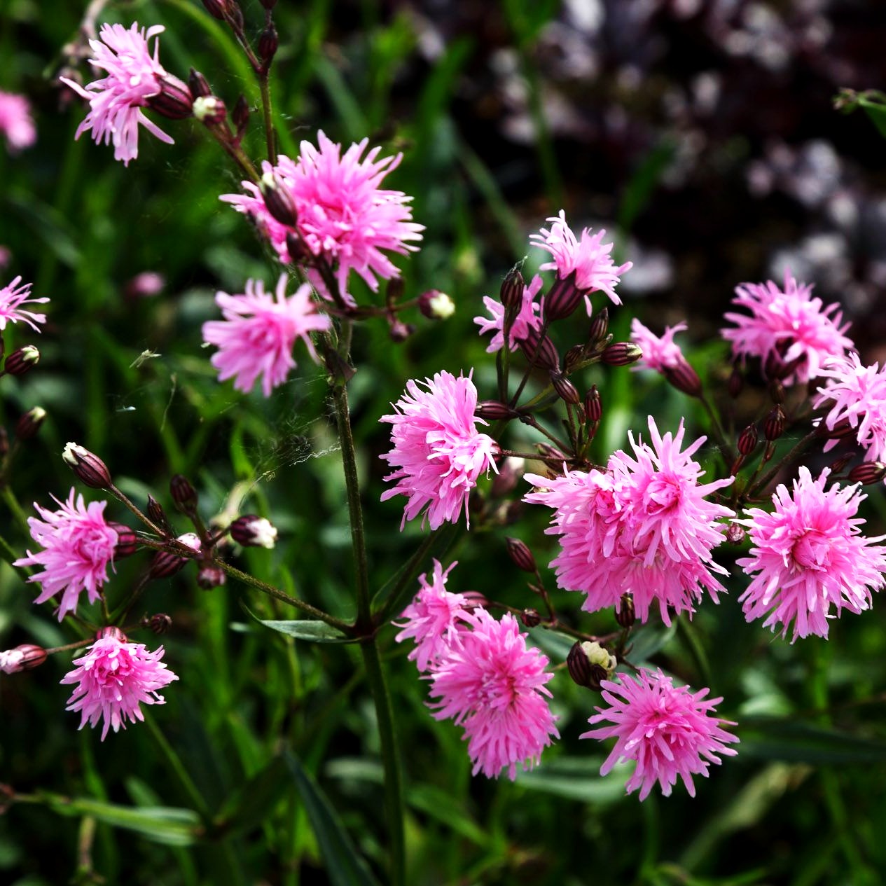 Gefüllte Kuckucks-Lichtnelke 'Petite Jenny' (Lychnis flos-cuculi)