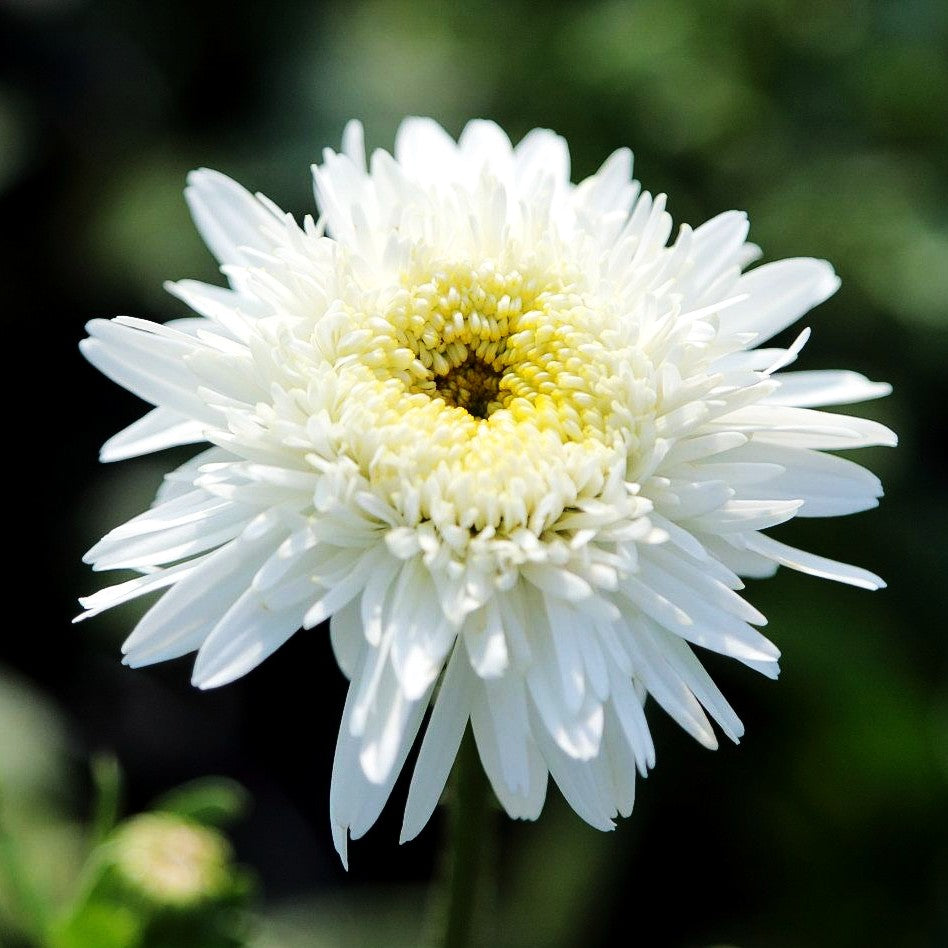 Gefüllte Sommer-Margerite 'Eisstern' (Leucanthemum x superb.)
