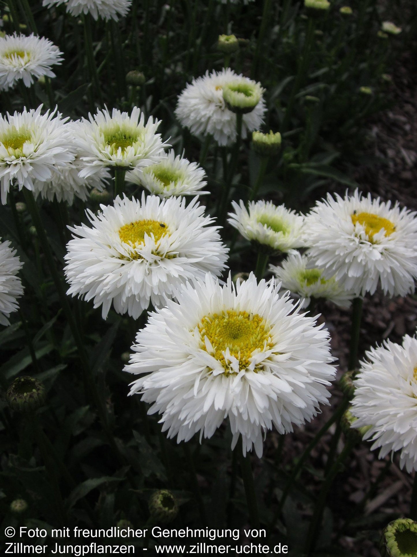 Gefüllte Sommer-Margerite 'Snehurka' (Leucanthemum x superb.)