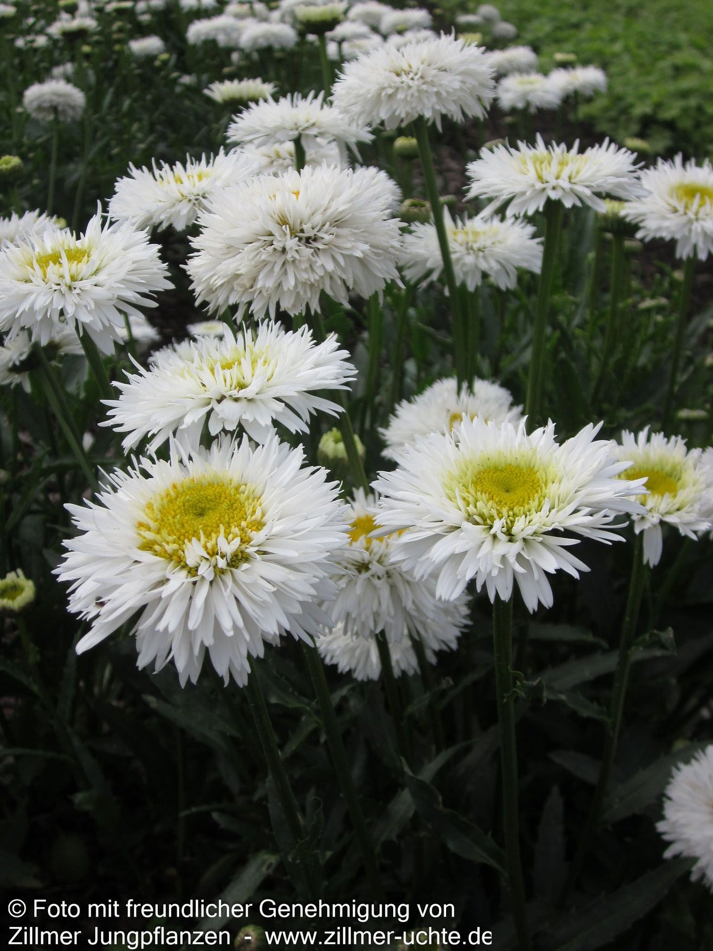 Gefüllte Sommer-Margerite 'Snehurka' (Leucanthemum x superb.)