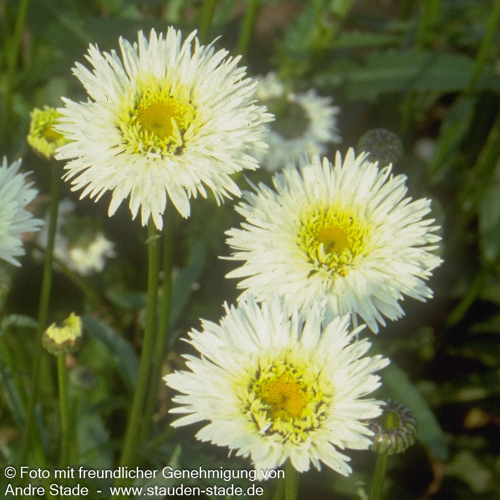 Gefüllte Sommer-Margerite 'Snehurka' (Leucanthemum x superb.)