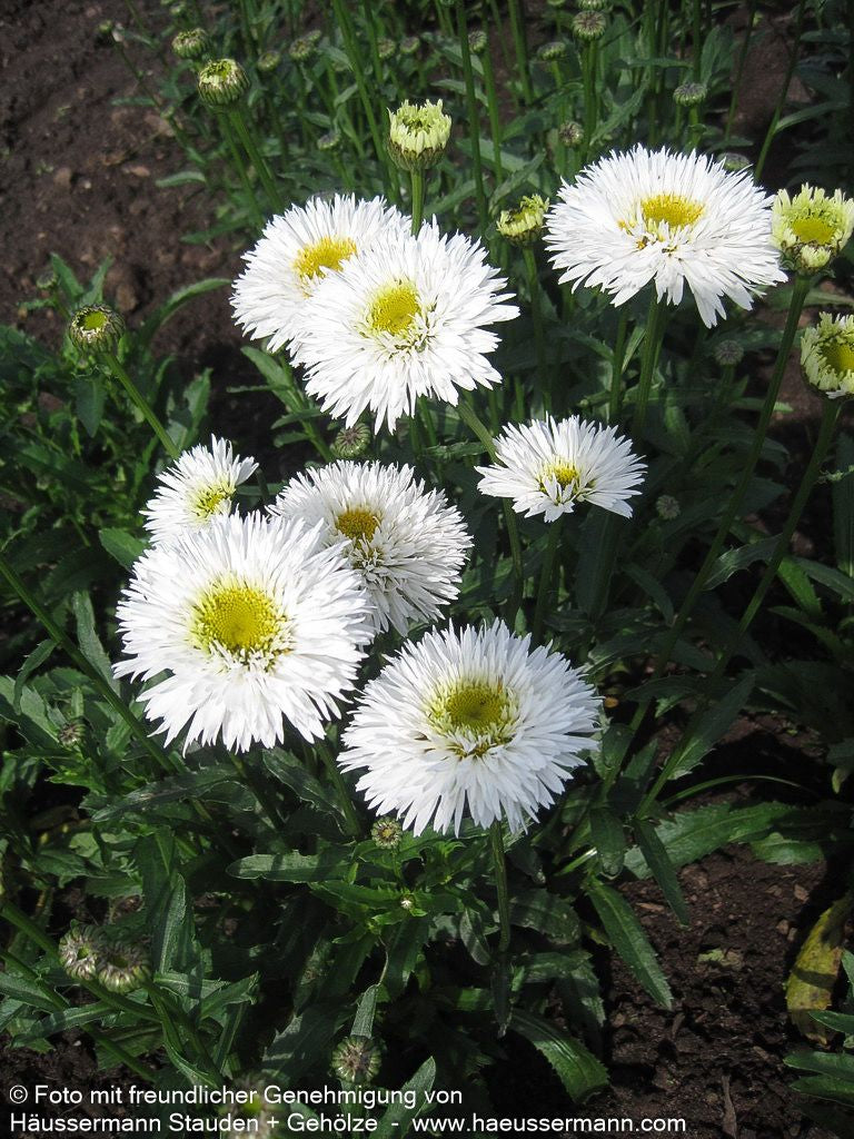 Gefüllte Sommer-Margerite 'Snehurka' (Leucanthemum x superb.)