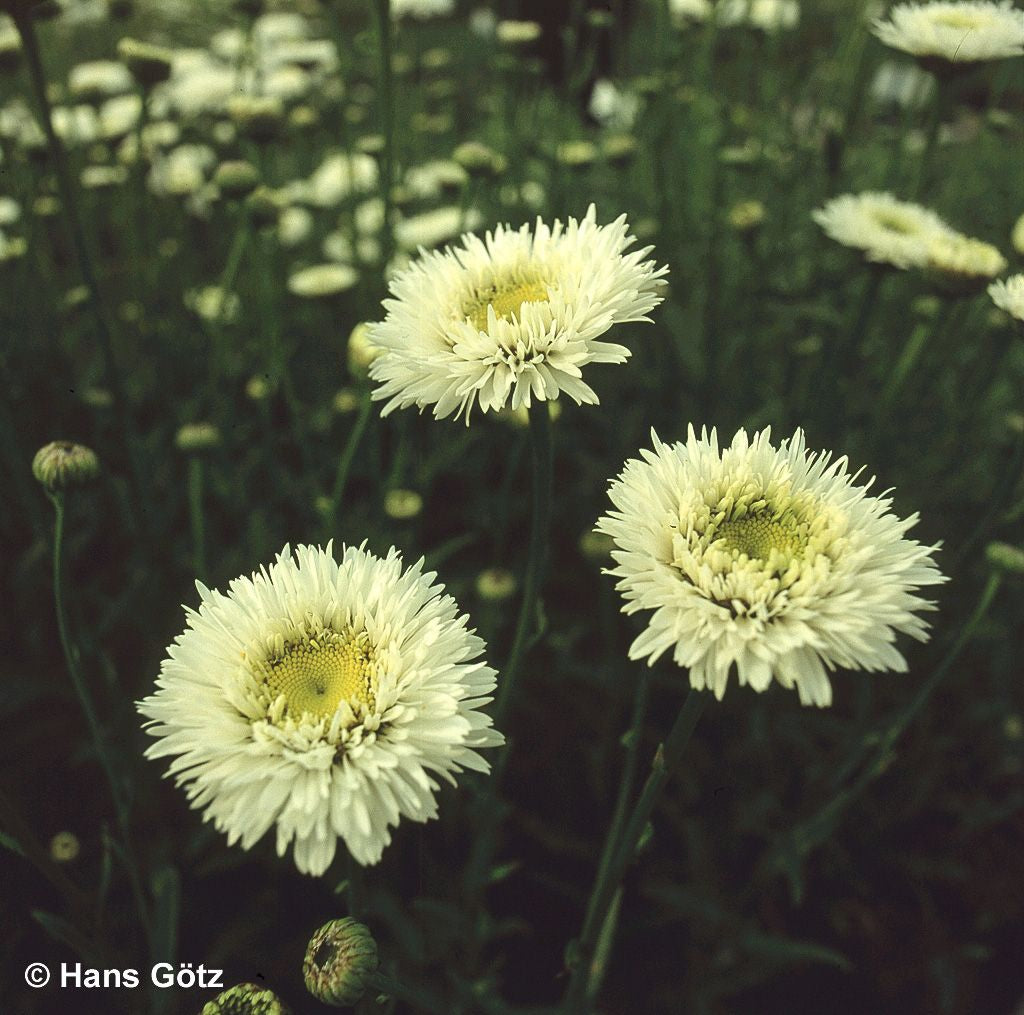 Gefüllte Sommer-Margerite 'Snehurka' (Leucanthemum x superb.)