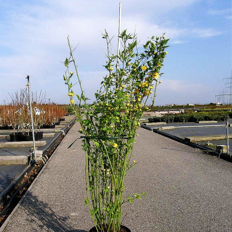 Gefüllter Ranunkelstrauch 'Pleniflora' (Kerria japonica)