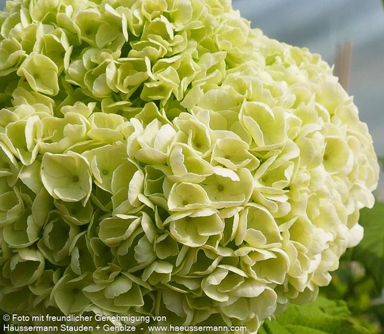 Gefüllter Schneeball 'Roseum' (Viburnum opulus)