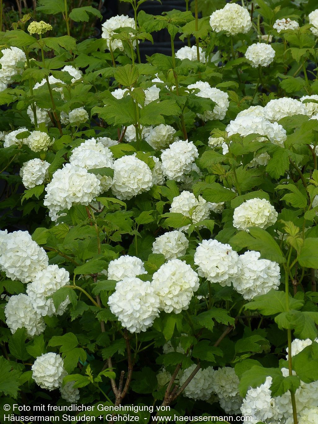 Gefüllter Schneeball 'Roseum' (Viburnum opulus)