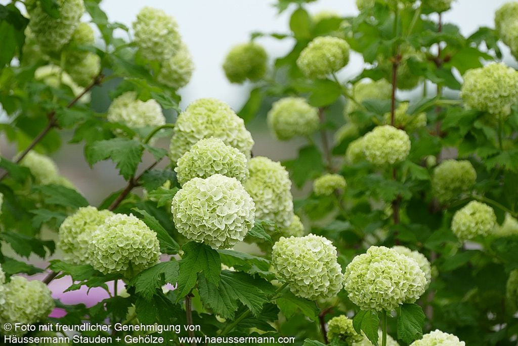 Gefüllter Schneeball 'Roseum' (Viburnum opulus)