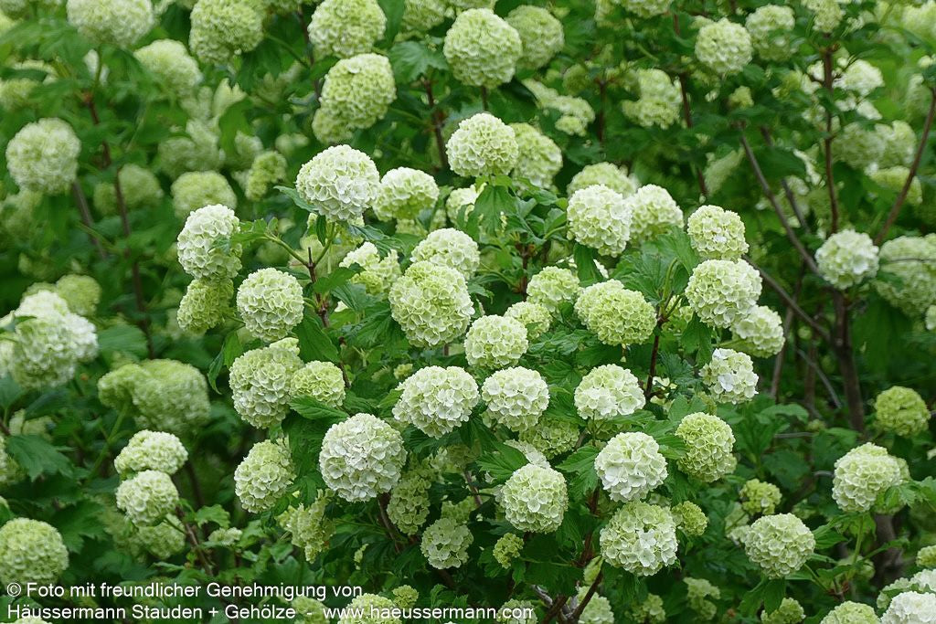 Gefüllter Schneeball 'Roseum' (Viburnum opulus)