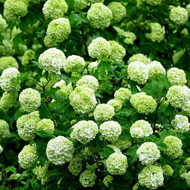 Gefüllter Schneeball 'Roseum' (Viburnum opulus)