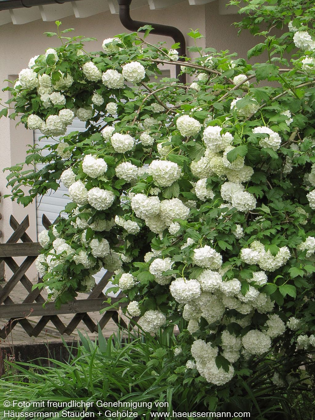 Gefüllter Schneeball 'Roseum' (Viburnum opulus)