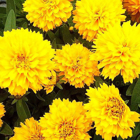 Gefülltes Mädchenauge 'Golden Sphere' (Coreopsis grdfl. Solanna)