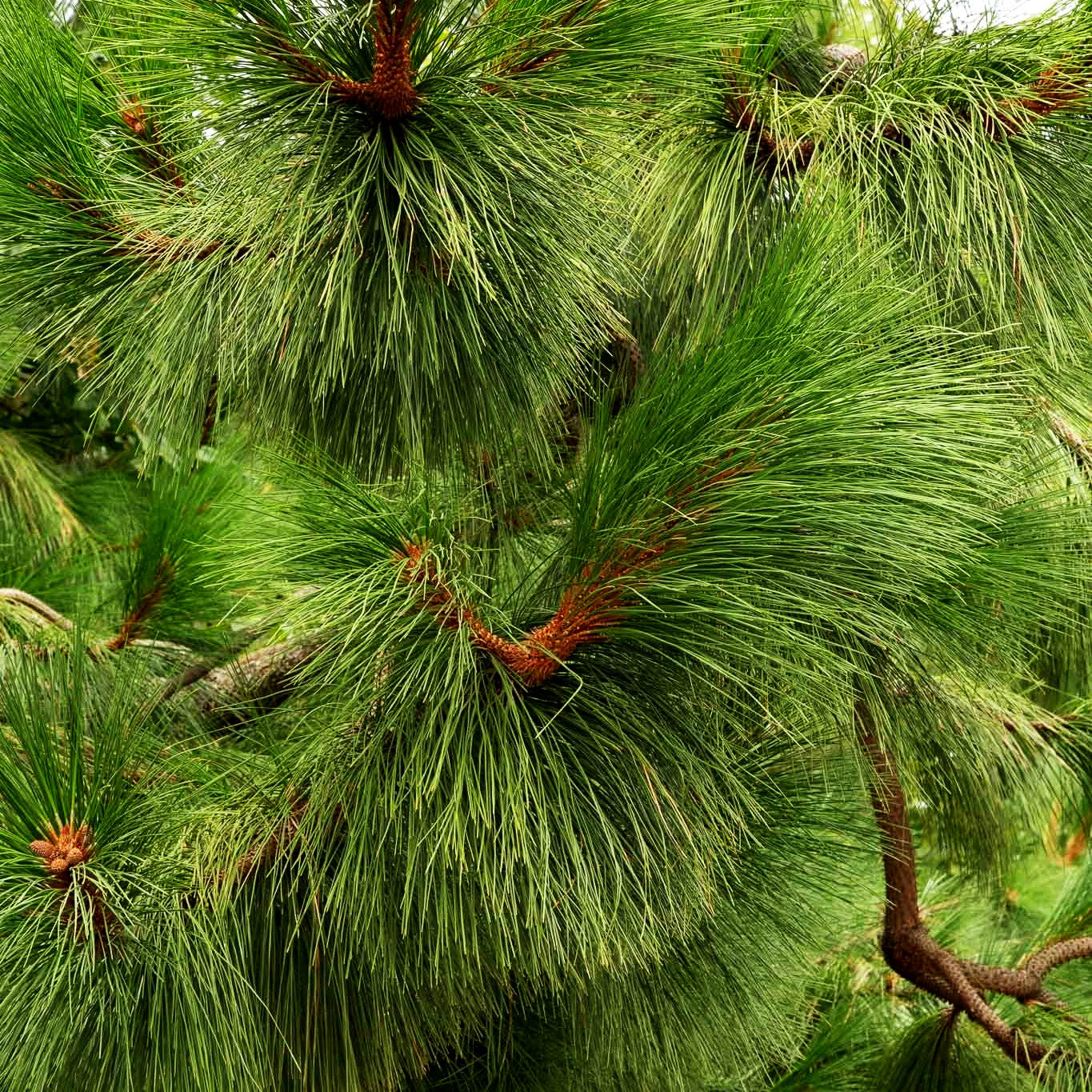 Gelb-Kiefer (Pinus ponderosa)