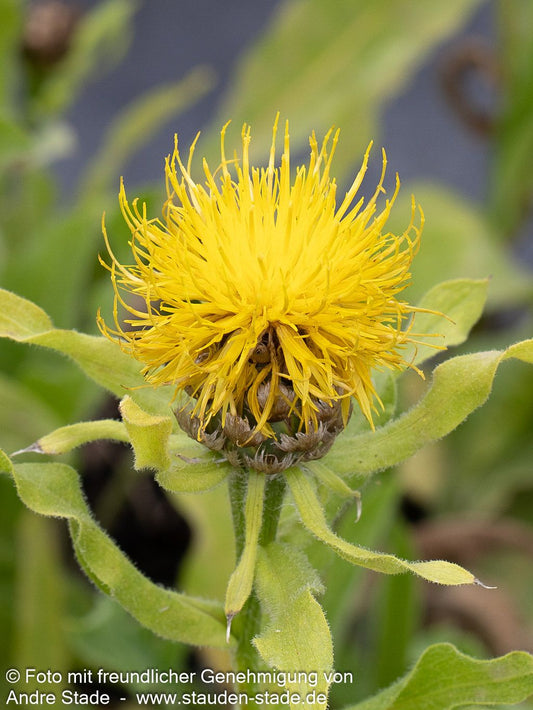 Gelbblühende Riesen-Flockenblume (Centaurea macrocephala)