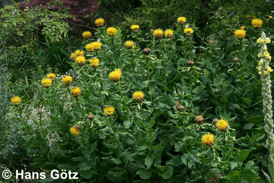 Gelbblühende Riesen-Flockenblume (Centaurea macrocephala)