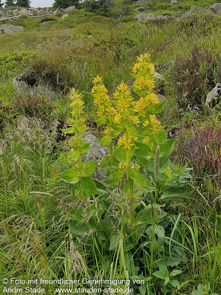 Gelbblühender Enzian (Gentiana lutea)