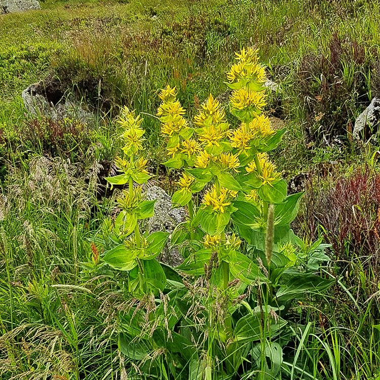 Gelbblühender Enzian (Gentiana lutea)