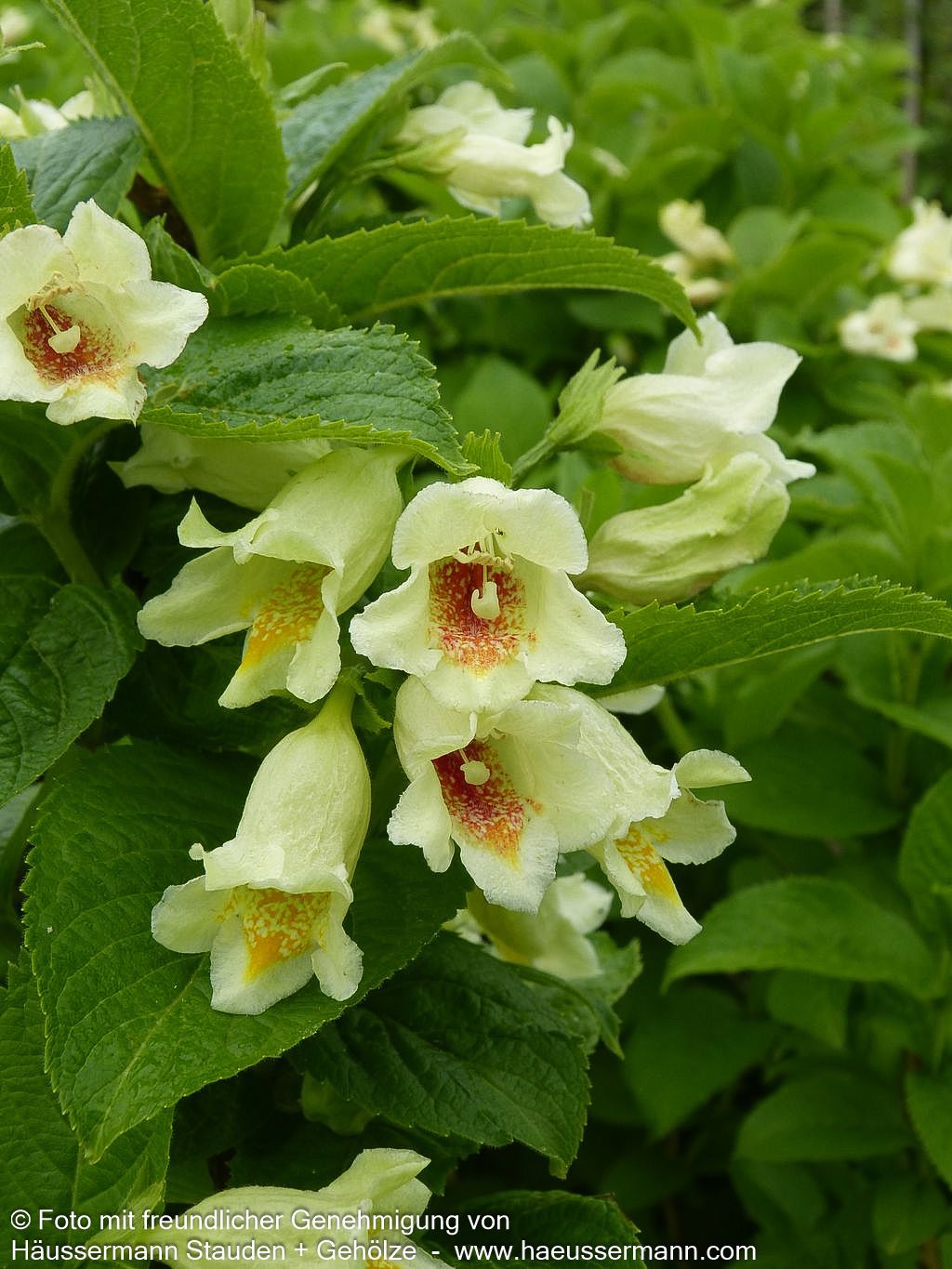 Gelbblütige Weigelie (Weigela middendorffiana)