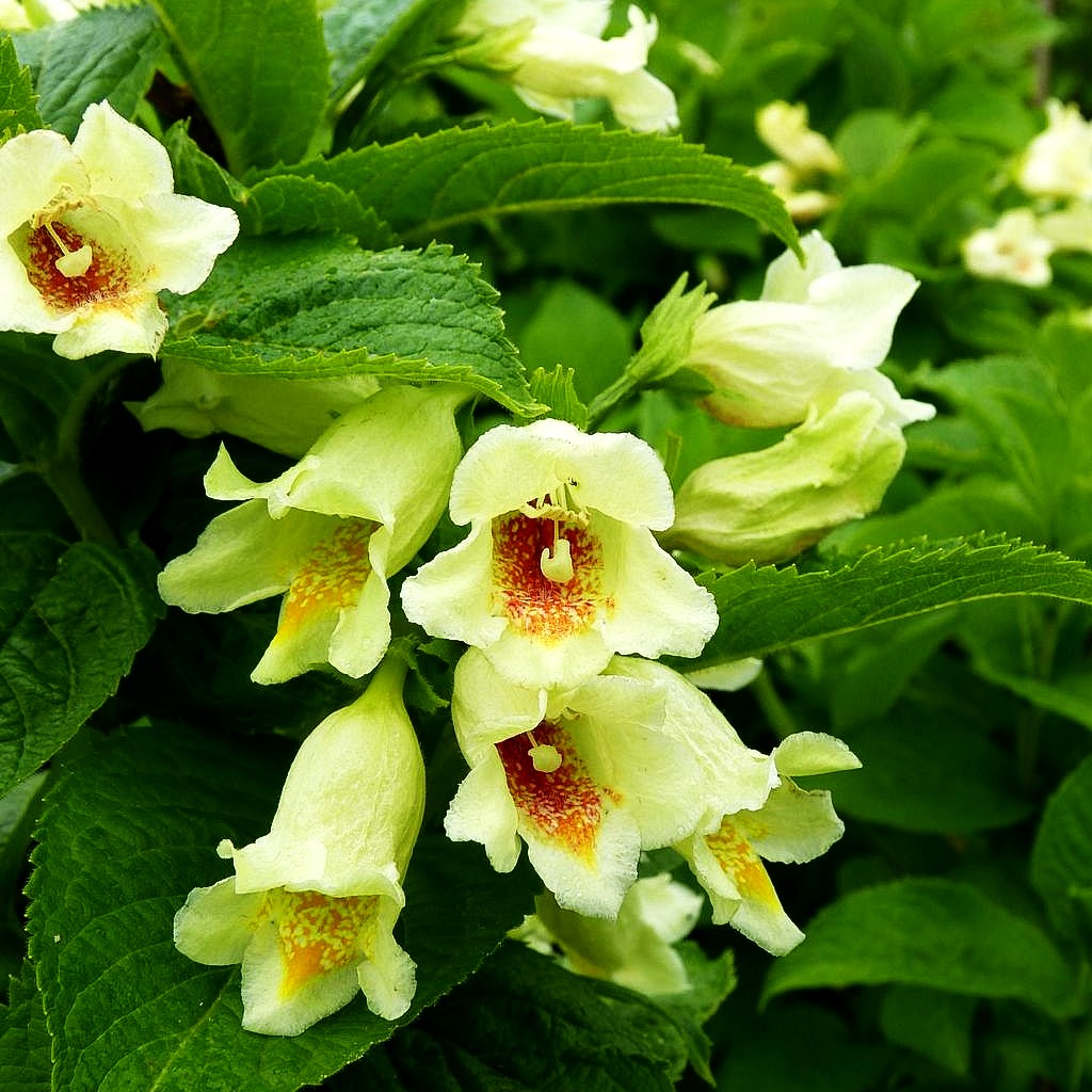 Gelbblütige Weigelie (Weigela middendorffiana)