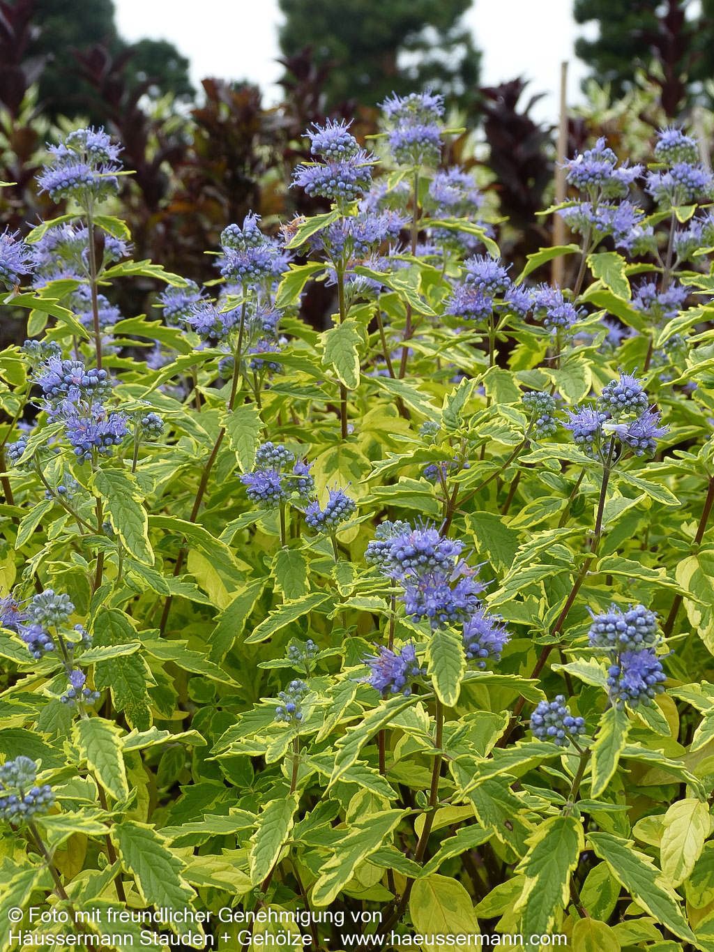 Gelbbunte Bartblume 'Summer Sorbet' (Caryopteris clandonensis)