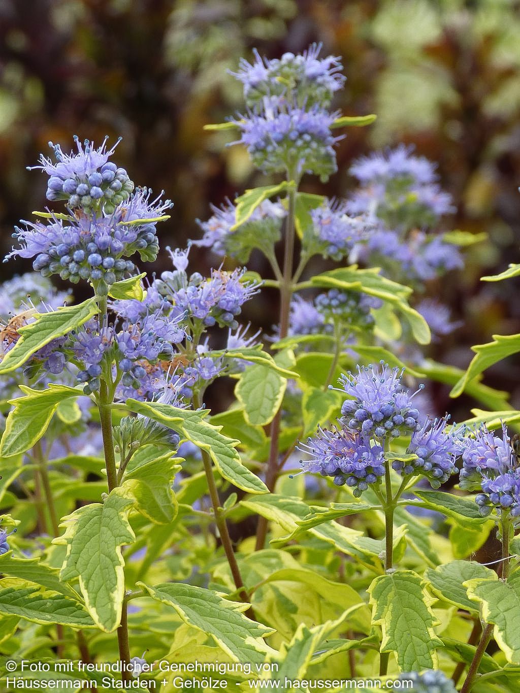 Gelbbunte Bartblume 'Summer Sorbet' (Caryopteris clandonensis)