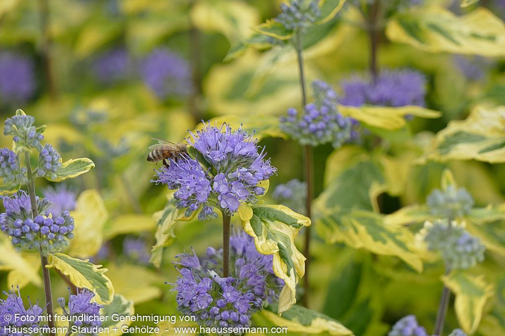 Gelbbunte Bartblume 'Summer Sorbet' (Caryopteris clandonensis)