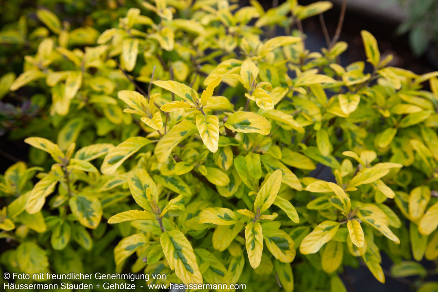 Gelbbunte Bartblume 'Summer Sorbet' (Caryopteris clandonensis)