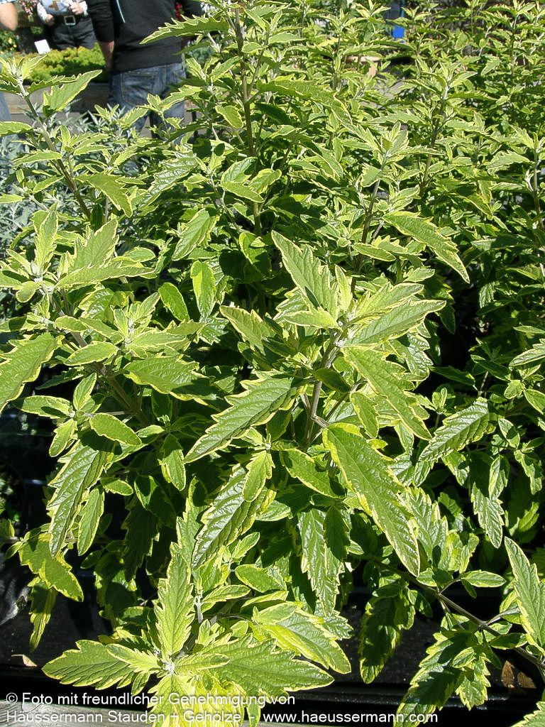 Gelbbunte Bartblume 'Summer Sorbet' (Caryopteris clandonensis)
