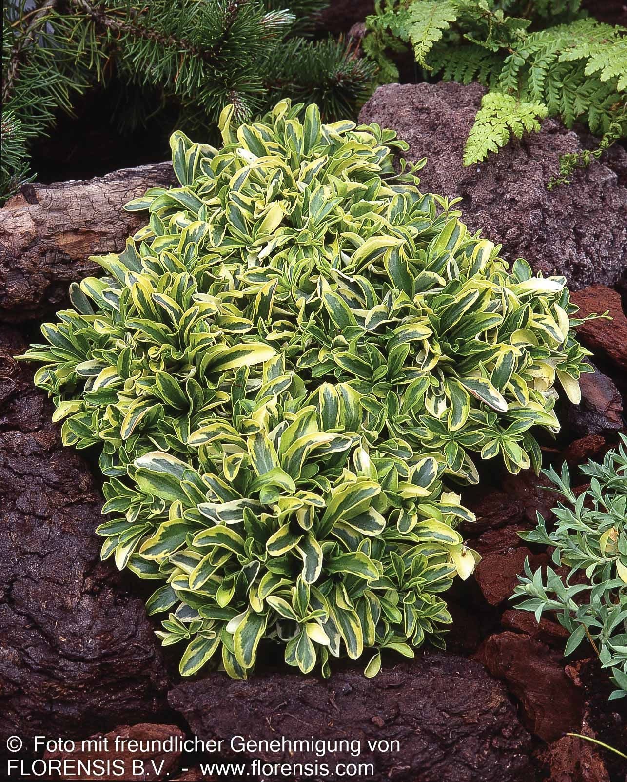 Gelbbunte Gänsekresse 'Old Gold' (Arabis ferdinandi-coburgii)