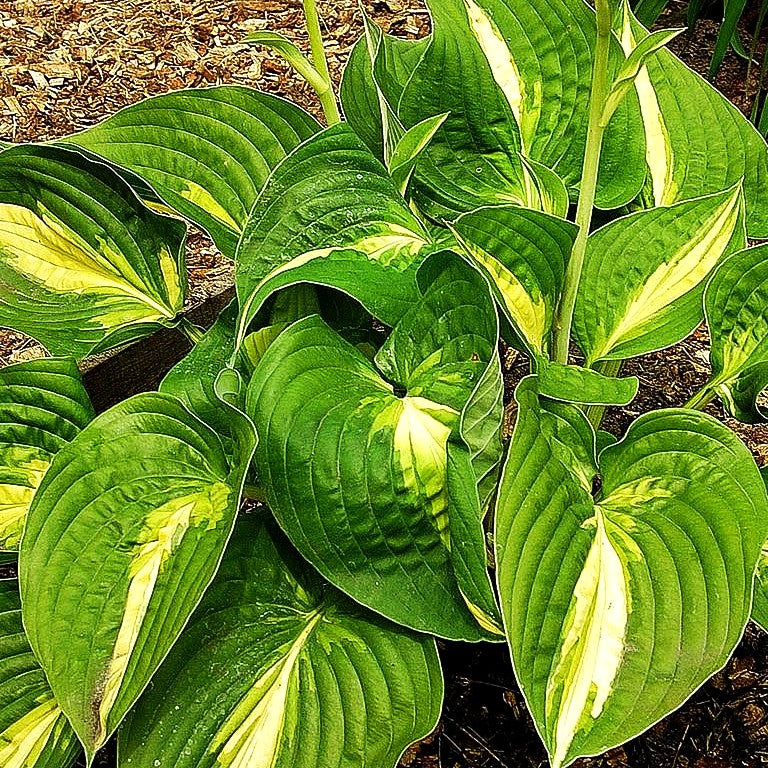 Gelbbunte Hosta 'Ann Kulpa' (Hosta x cult.)