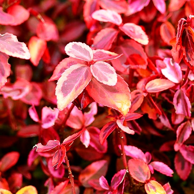 Gelbbunte Kriechspindel 'Emerald Gold' (Euonymus fortunei)
