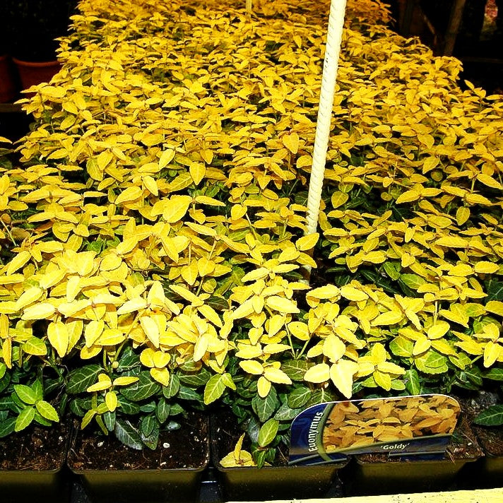 Gelbbunte Kriechspindel 'Goldy' (Euonymus fortunei)