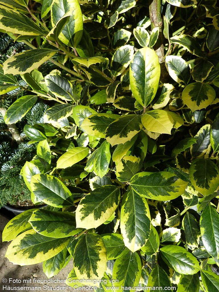 Gelbbunte Stechpalme 'Golden King' (Ilex x altaclerensis)