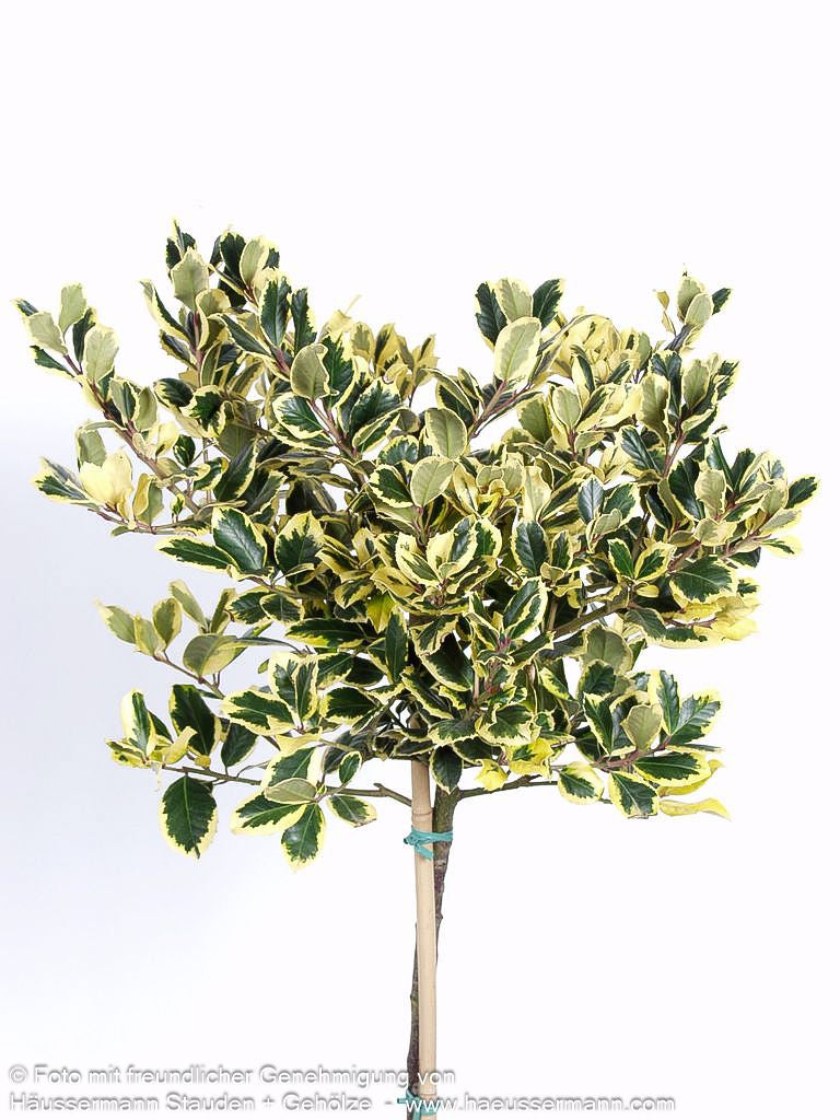 Gelbbunte Stechpalme 'Golden King' (Ilex x altaclerensis)