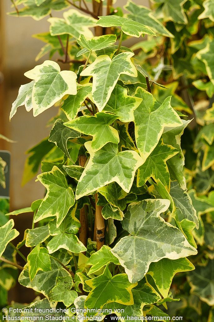 Gelbbunter Efeu 'Goldchild' (Hedera helix)