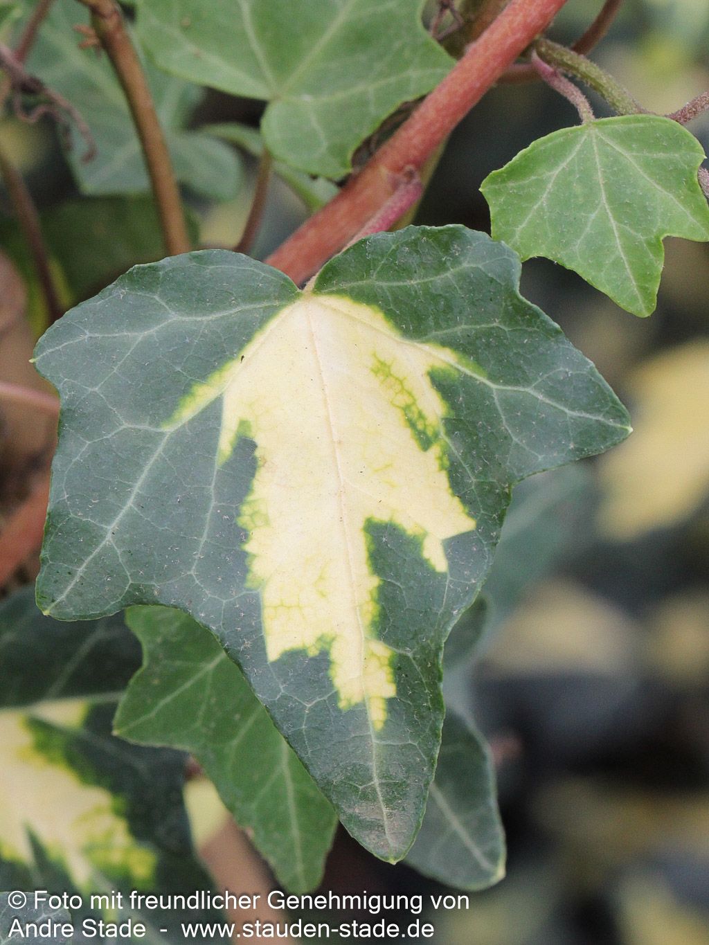 Gelbbunter Efeu 'Goldheart' (Hedera helix)
