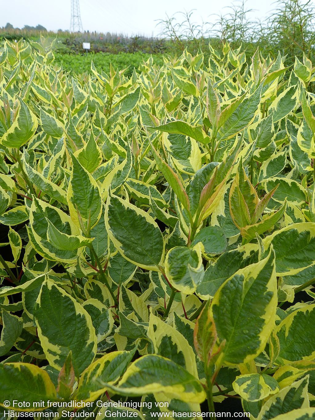 Gelbbunter Hartriegel 'Cream Cracker' (Cornus alba)