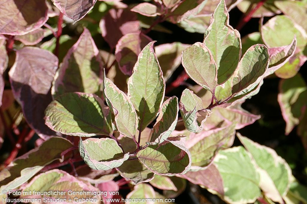 Gelbbunter Hartriegel 'Cream Cracker' (Cornus alba)