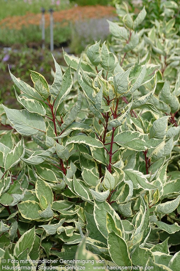 Gelbbunter Hartriegel 'Cream Cracker' (Cornus alba)