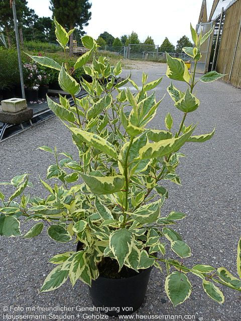 Gelbbunter Hartriegel 'Cream Cracker' (Cornus alba)