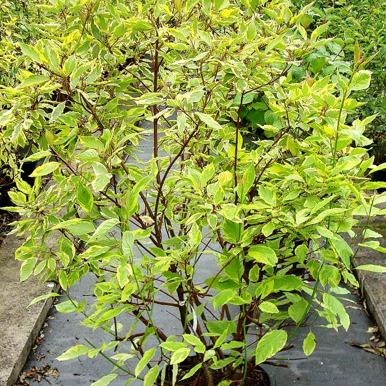 Gelbbunter Hartriegel 'Spaethii' (Cornus alba)