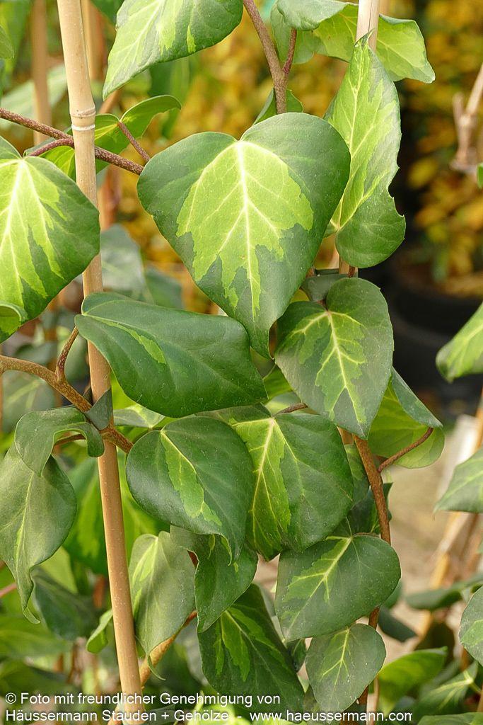 Gelbbunter Kaukasus-Efeu 'Sulphur Heart' (Hedera colchica)