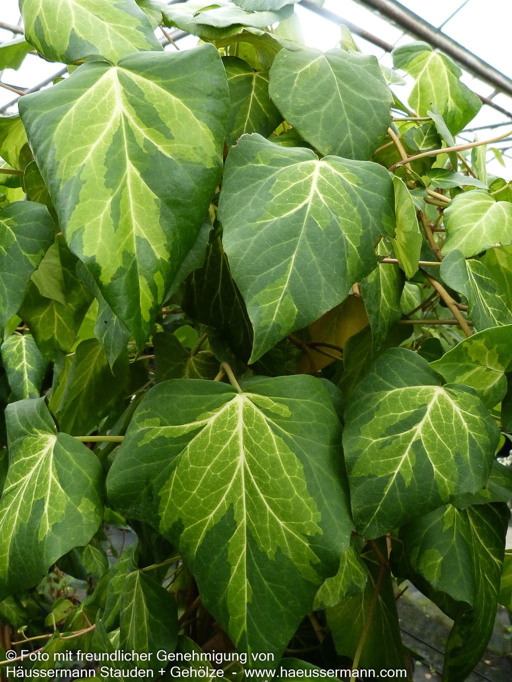 Gelbbunter Kaukasus-Efeu 'Sulphur Heart' (Hedera colchica)