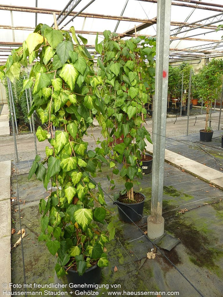 Gelbbunter Kaukasus-Efeu 'Sulphur Heart' (Hedera colchica)