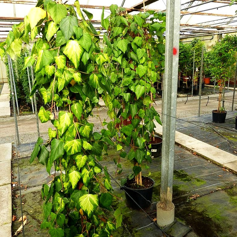 Gelbbunter Kaukasus-Efeu 'Sulphur Heart' (Hedera colchica)