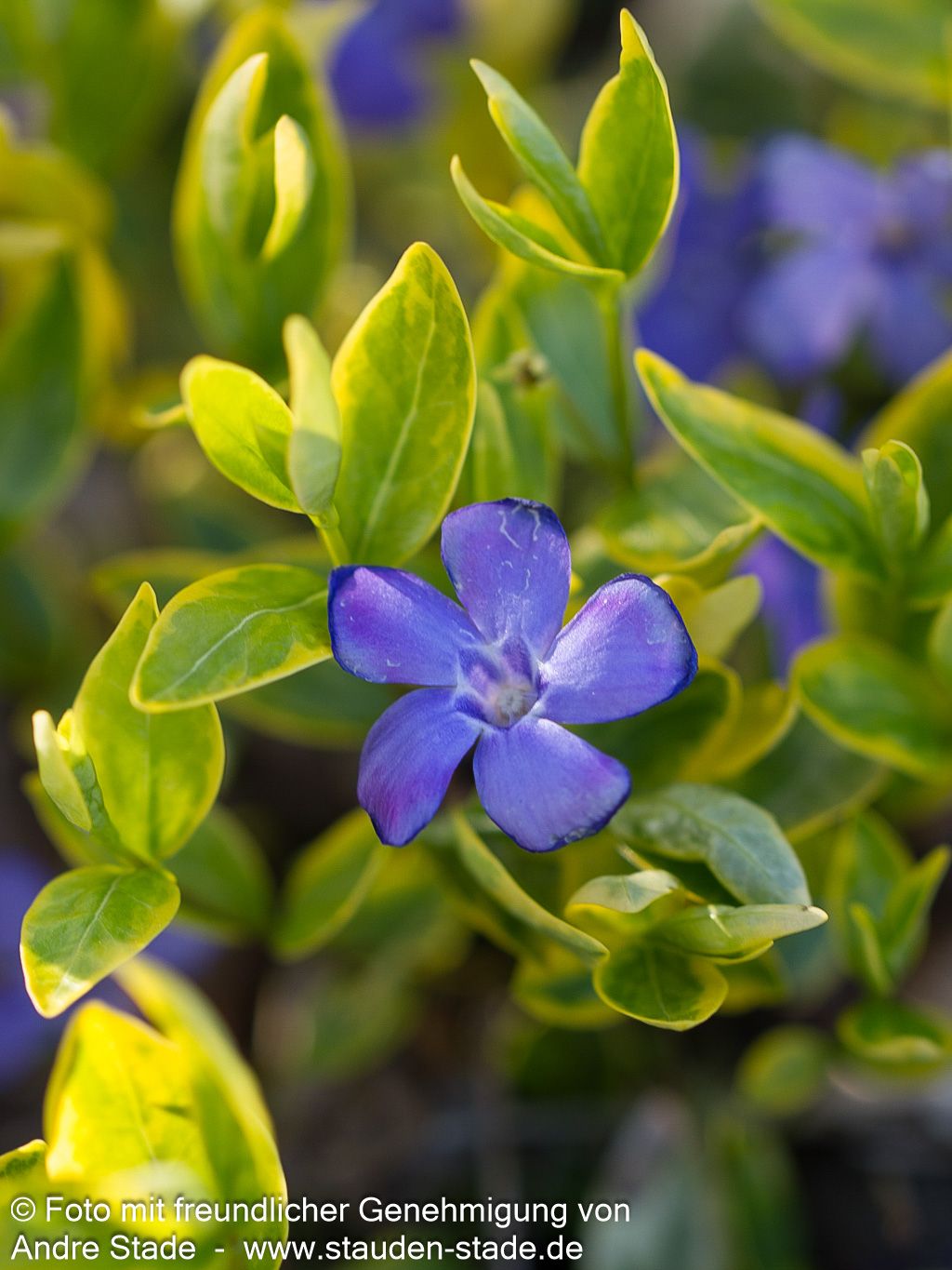 Gelbbuntes Immergrün 'Aureovariegata' (Vinca minor)