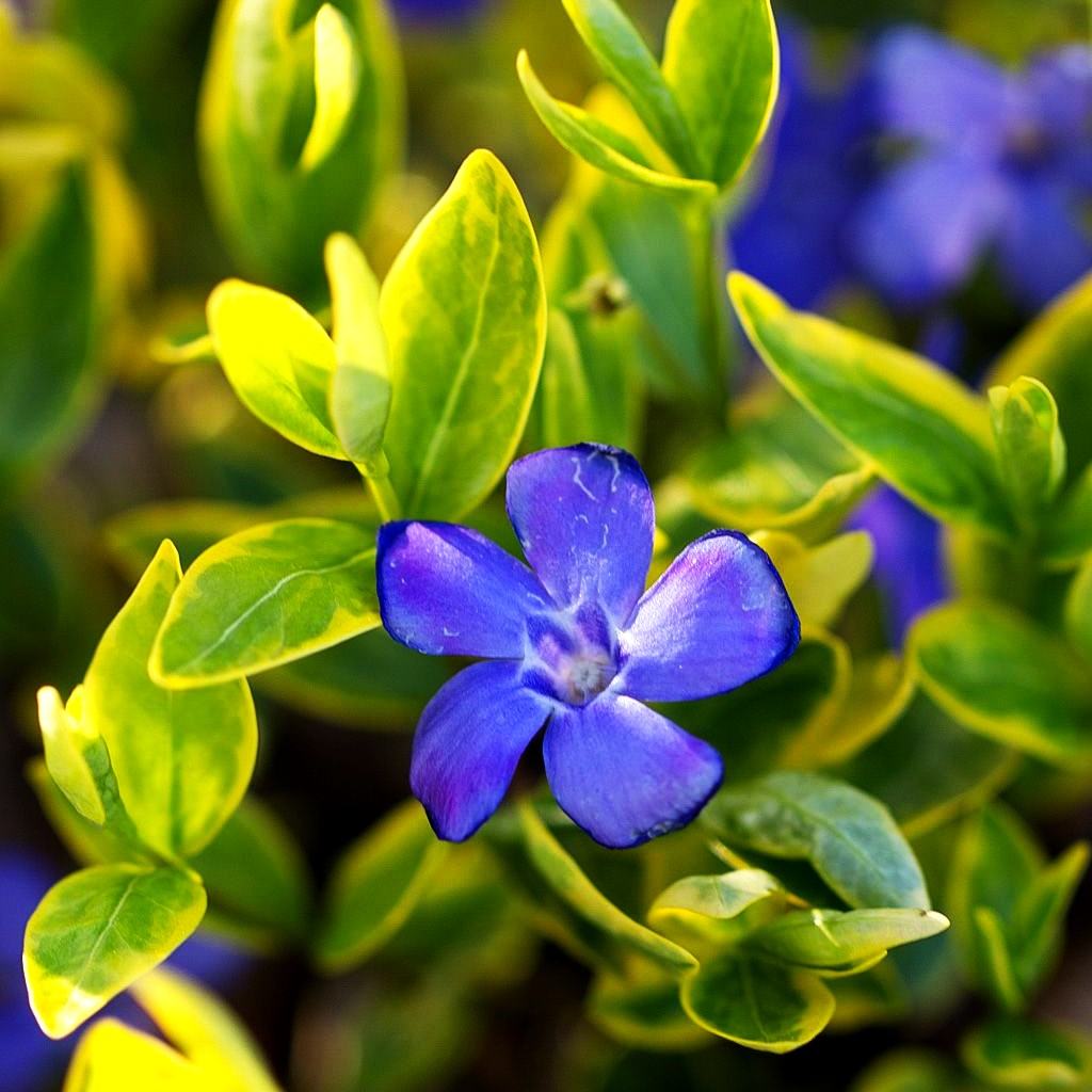 Gelbbuntes Immergrün 'Aureovariegata' (Vinca minor)
