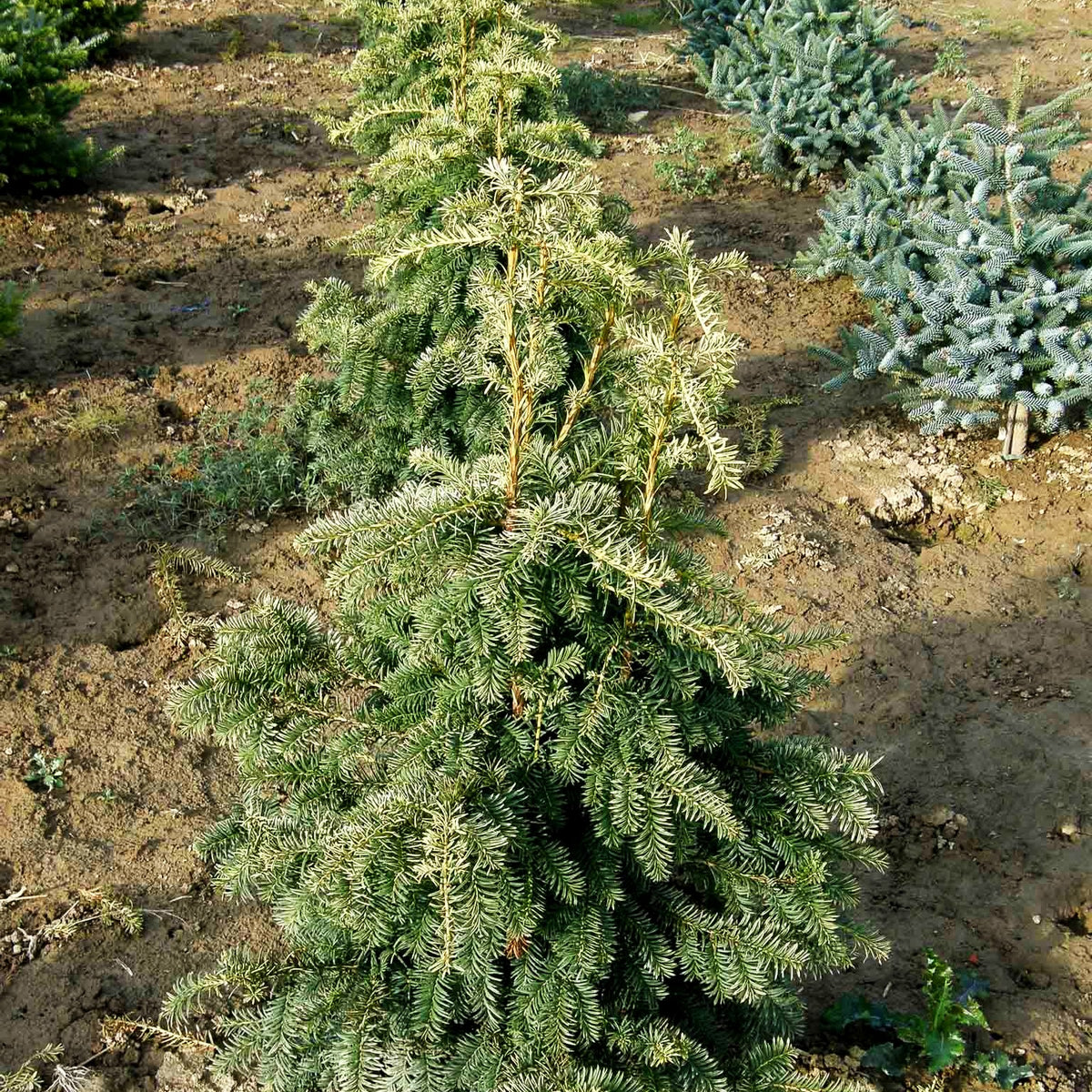 Gelbe Adlerschwingen-Eibe 'Dovastonii Aurea' (Taxus baccata)