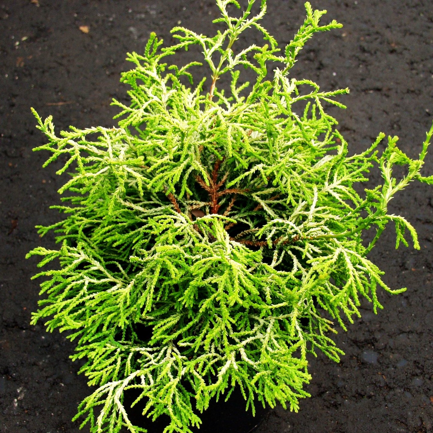 Gelbe Hinoki-Scheinzypresse 'Tsatsumi Gold' (Chamaecyparis obtusa)